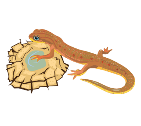 besmarter_com_facts_icon_species_480x430 besmarter_com_facts_icon_species_480x430
